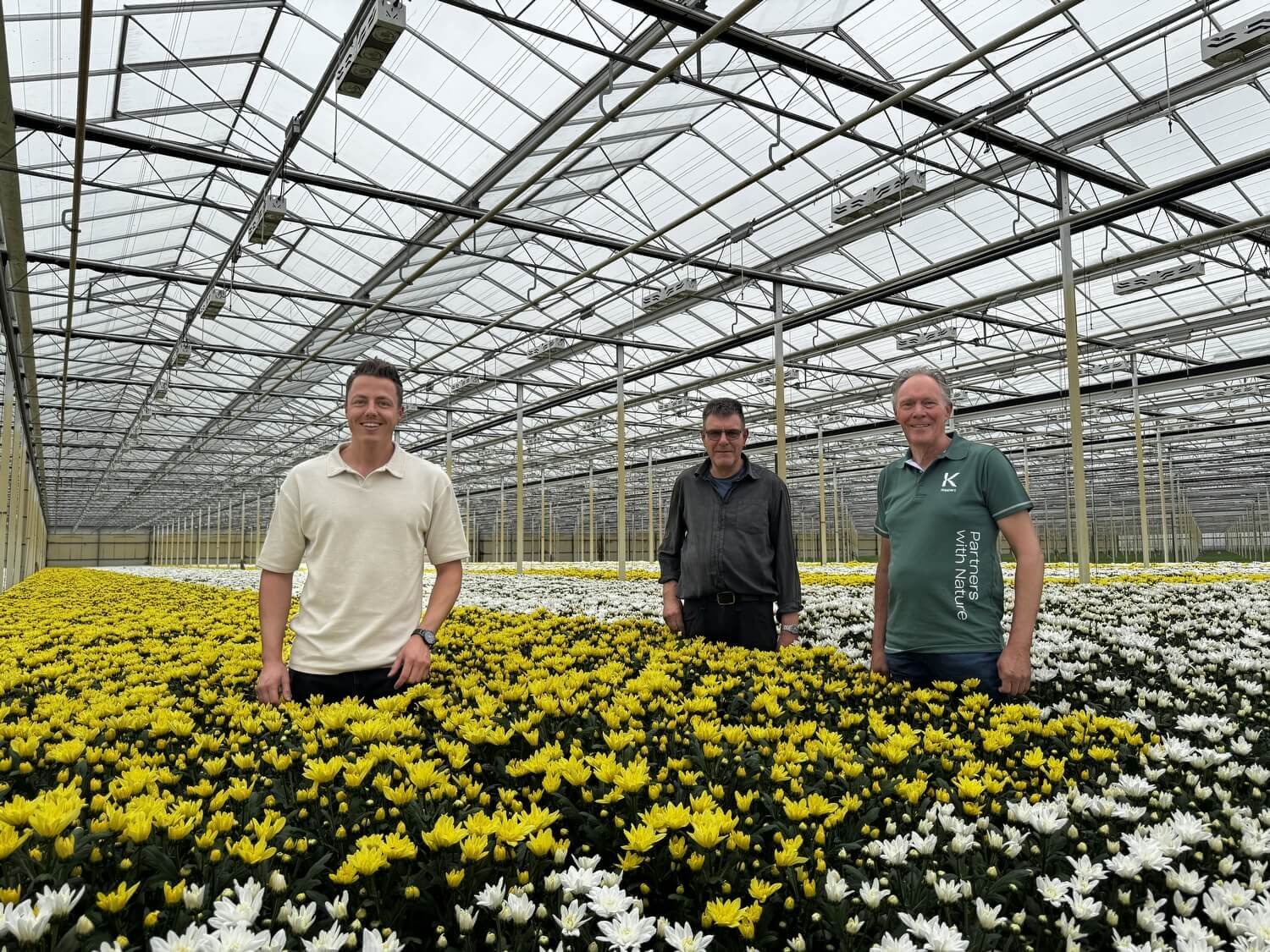 Van het veld: sterkere chrysanten