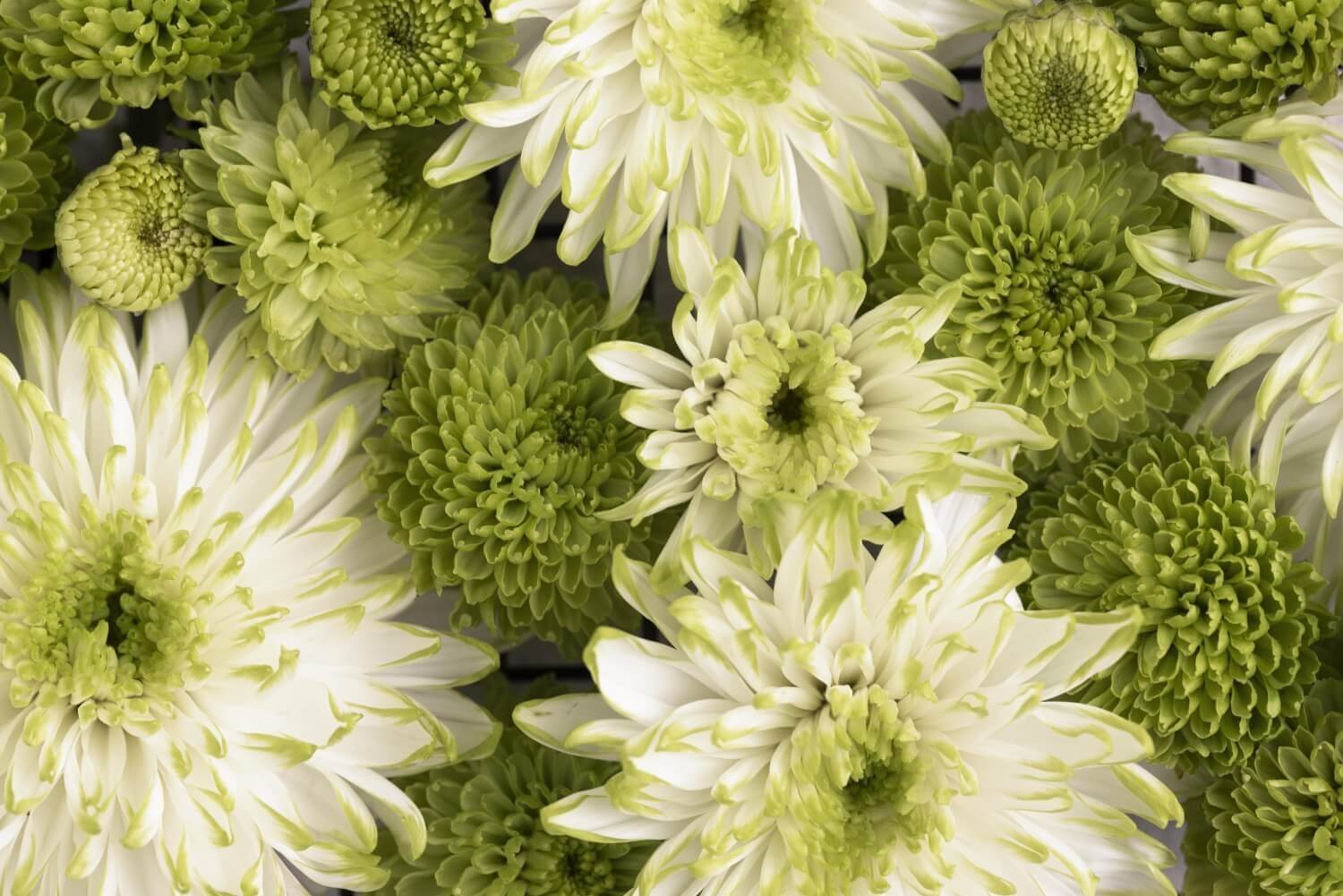 Afbeelding van Peter Huisman – Huisman Chrysanten 