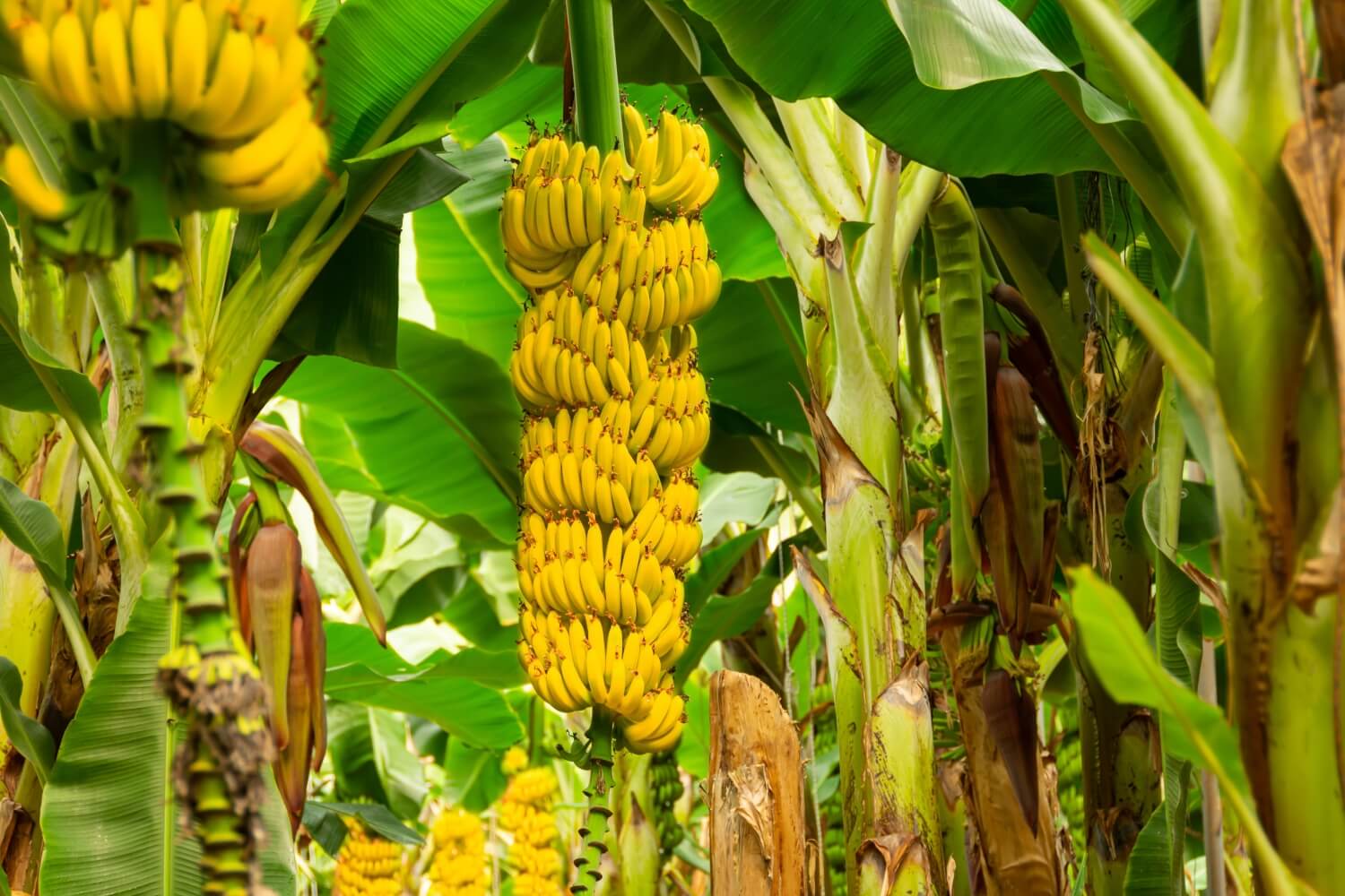Banaan